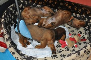 jamnik d�ugow�osy